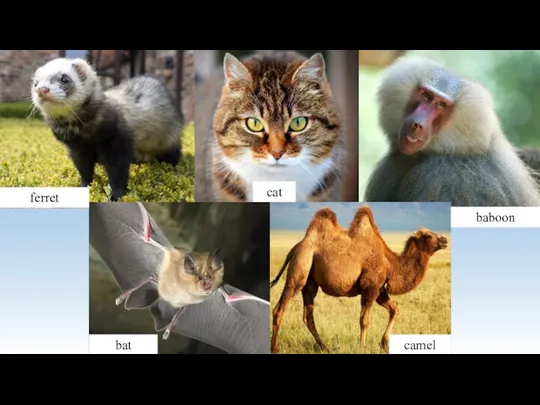 ferret baboon bat camel cat