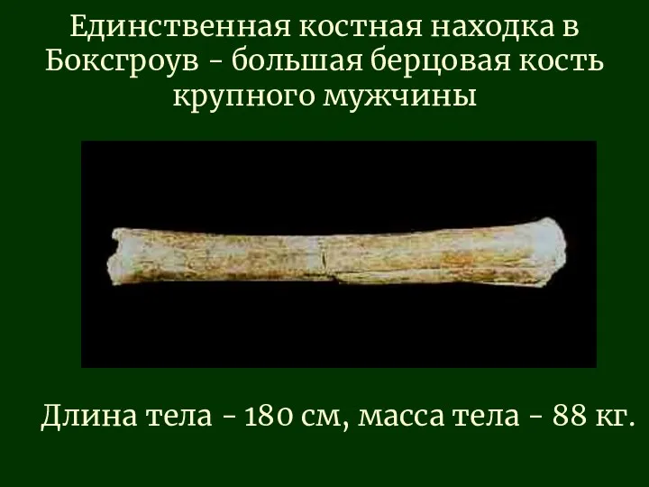Единственная костная находка в Боксгроув - большая берцовая кость крупного мужчины Длина