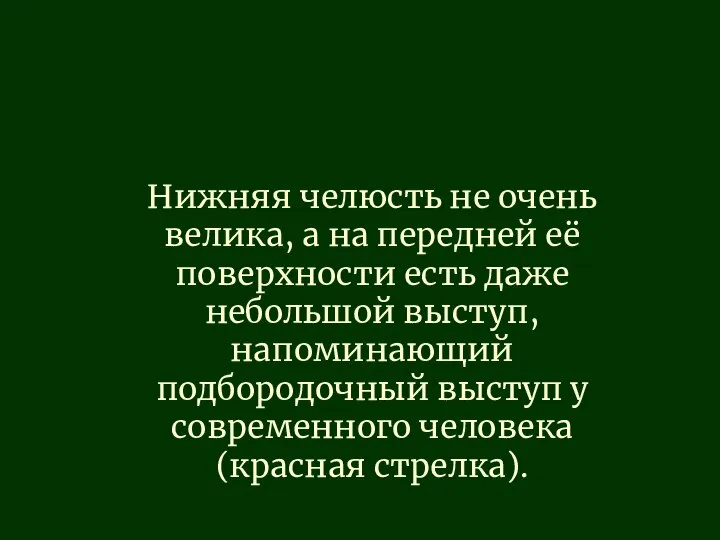 Нижняя челюсть не очень велика, а на передней её поверхности есть даже