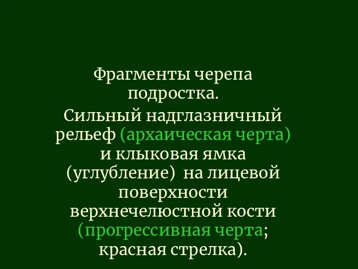 Фрагменты черепа подростка. Сильный надглазничный рельеф (архаическая черта) и клыковая ямка (углубление)