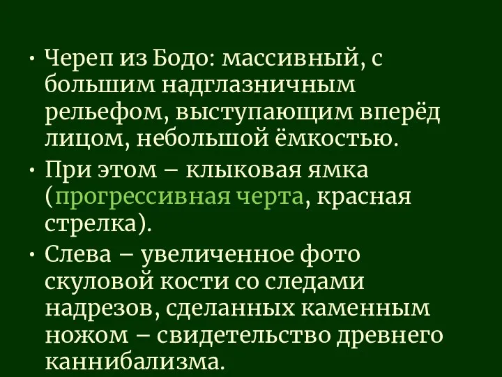 Череп из Бодо: массивный, с большим надглазничным рельефом, выступающим вперёд лицом, небольшой