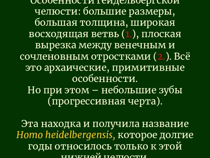 Особенности гейдельбергской челюсти: большие размеры, большая толщина, широкая восходящая ветвь (1.), плоская