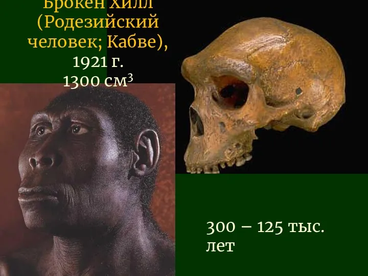 Брокен Хилл (Родезийский человек; Кабве), 1921 г. 1300 см3 300 – 125 тыс. лет