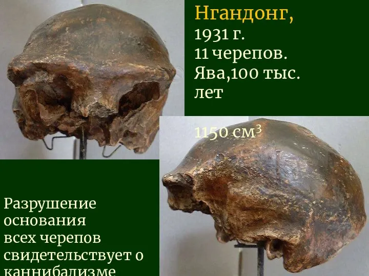 Нгандонг, 1931 г. 11 черепов. Ява,100 тыс. лет 1150 см3 Разрушение основания