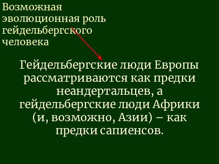 Гейдельбергские люди Европы рассматриваются как предки неандертальцев, а гейдельбергские люди Африки (и,