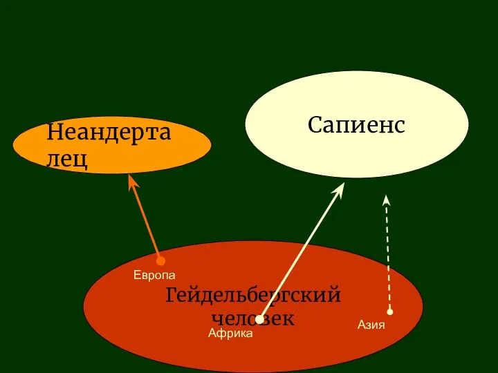 Гейдельбергский человек Неандерталец Сапиенс Европа Африка Азия