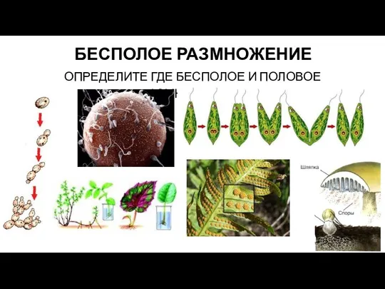 ОПРЕДЕЛИТЕ ГДЕ БЕСПОЛОЕ И ПОЛОВОЕ РАЗМНОЖЕНИЕ? БЕСПОЛОЕ РАЗМНОЖЕНИЕ