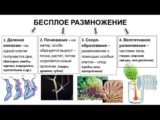 1. Деление пополам – из одной клетки получается две. (бактерии, амебы, однокл.