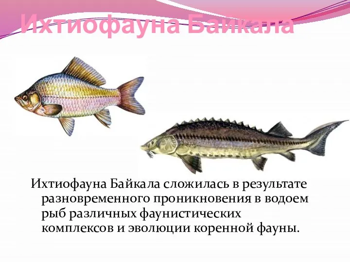 Ихтиофауна Байкала Ихтиофауна Байкала сложилась в результате разновременного проникновения в водоем рыб