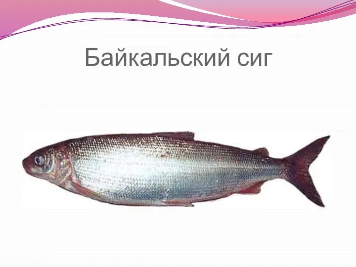 Байкальский сиг