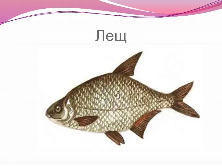 Лещ