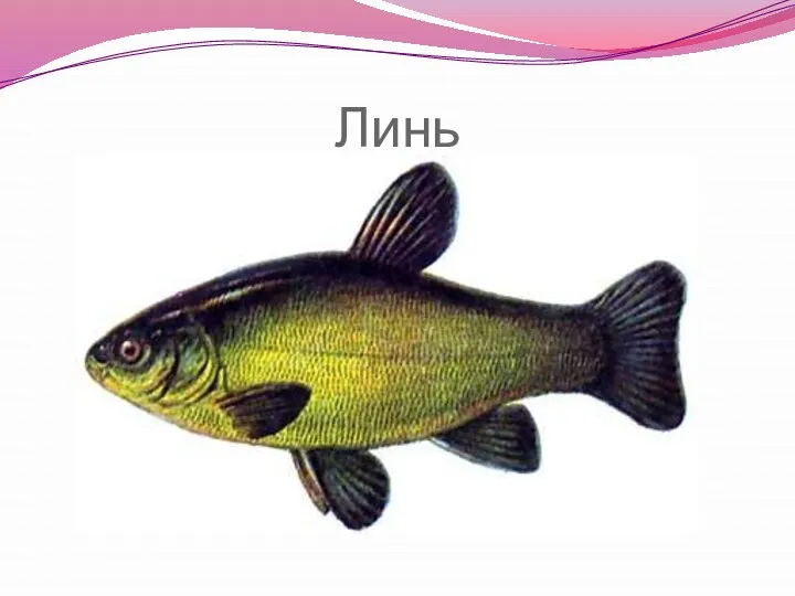 Линь