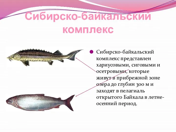 Сибирско-байкальский комплекс Сибирско-байкальский комплекс представлен хариусовыми, сиговыми и осетровыми, которые живут в