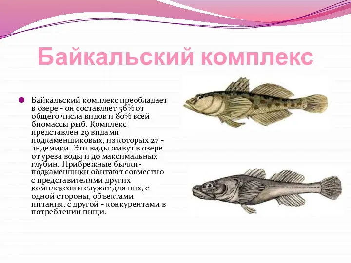 Байкальский комплекс Байкальский комплекс преобладает в озере - он составляет 56% от