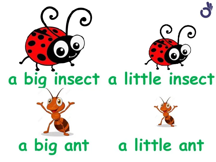 a big insect a little insect a big ant a little ant