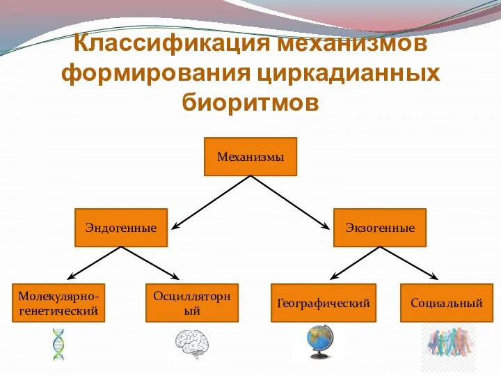 Классификация механизмов формирования циркадианных биоритмов Механизмы Эндогенные Осцилляторный Молекулярно-генетический Экзогенные Географический Социальный