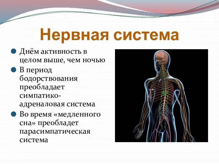 Нервная система Днём активность в целом выше, чем ночью В период бодорствования