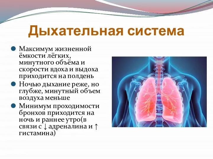 Дыхательная система Максимум жизненной ёмкости лёгких, минутного объёма и скорости вдоха и