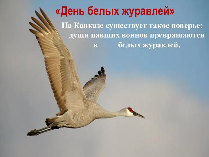 «День белых журавлей» На Кавказе существует такое поверье: души павших воинов превращаются в белых журавлей.