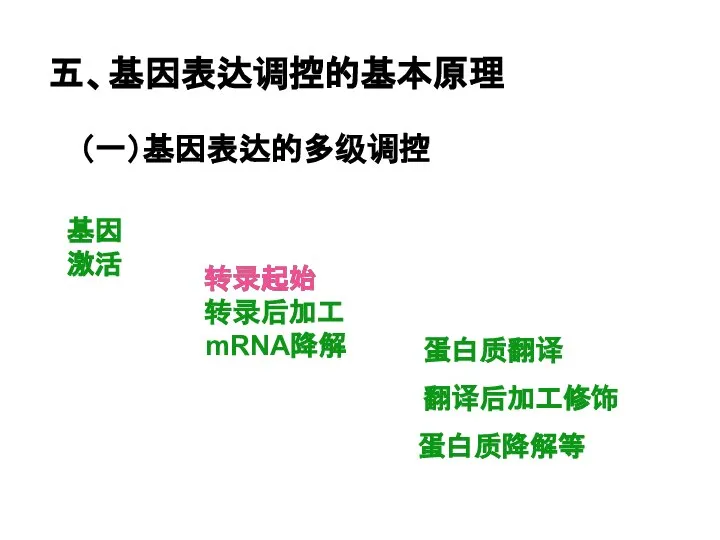 五、基因表达调控的基本原理 （一）基因表达的多级调控 基因激活 转录起始 转录后加工 mRNA降解 转录起始