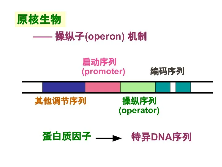 原核生物 —— 操纵子(operon) 机制