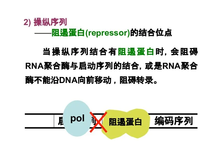 2) 操纵序列 ——阻遏蛋白(repressor)的结合位点 当操纵序列结合有阻遏蛋白时，会阻碍RNA聚合酶与启动序列的结合，或是RNA聚合酶不能沿DNA向前移动 ，阻碍转录。