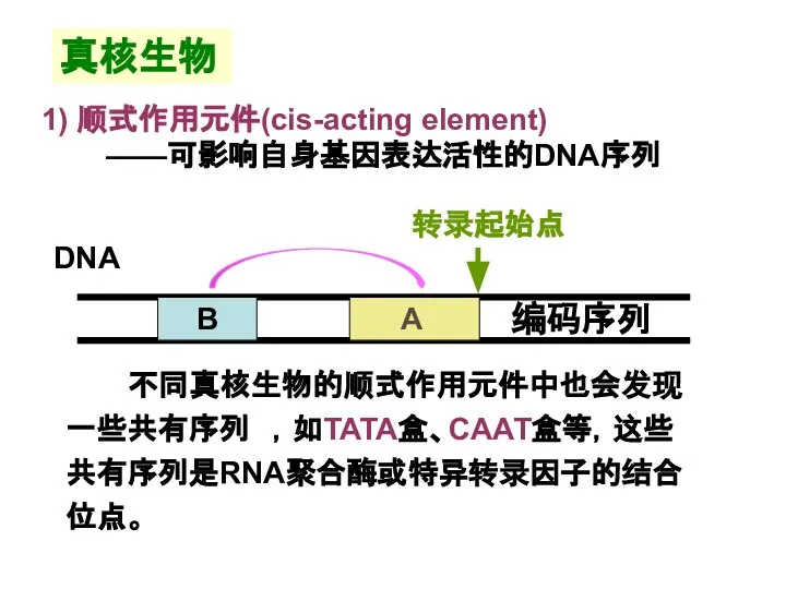 真核生物 不同真核生物的顺式作用元件中也会发现一些共有序列 ，如TATA盒、CAAT盒等，这些共有序列是RNA聚合酶或特异转录因子的结合位点。