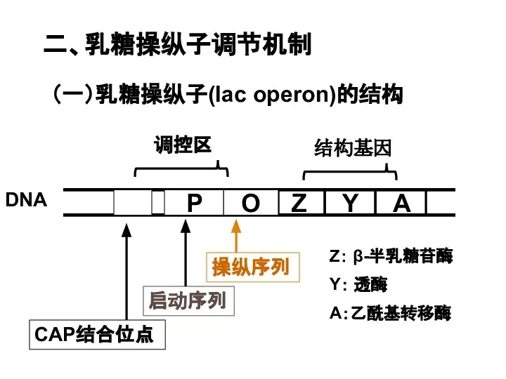 二、乳糖操纵子调节机制 （一）乳糖操纵子(lac operon)的结构 调控区 CAP结合位点