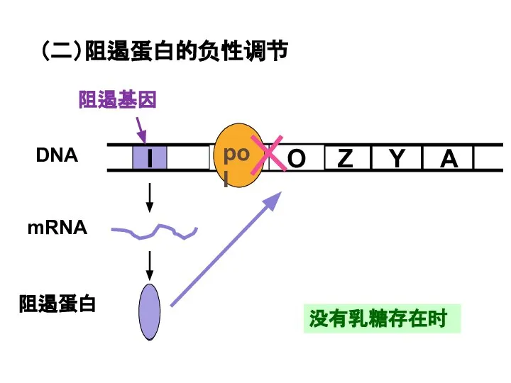 没有乳糖存在时 （二）阻遏蛋白的负性调节