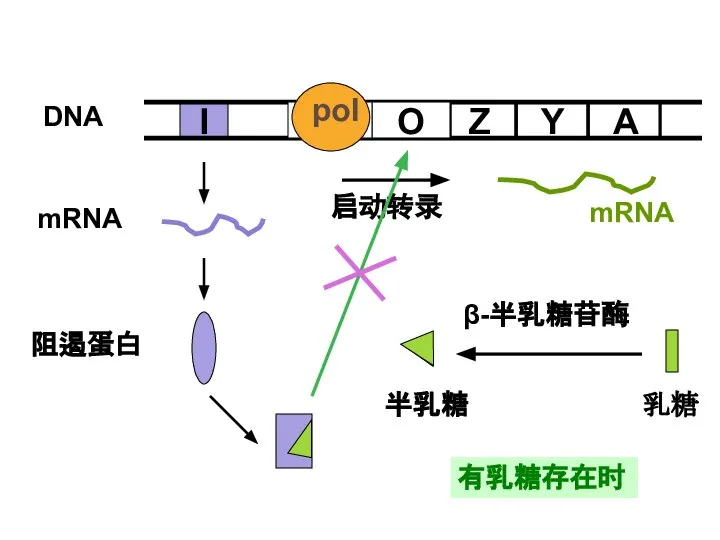 有乳糖存在时