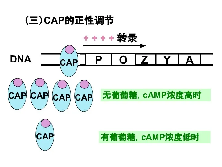 无葡萄糖，cAMP浓度高时 有葡萄糖，cAMP浓度低时 （三）CAP的正性调节