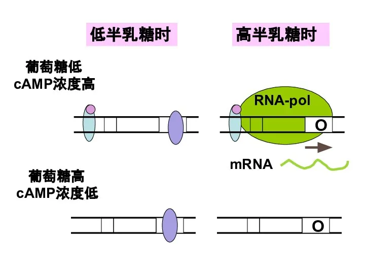 低半乳糖时 高半乳糖时 葡萄糖低 cAMP浓度高 葡萄糖高cAMP浓度低