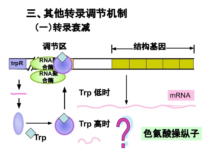 Trp 高时 Trp 低时 mRNA O P trpR 调节区 结构基因 RNA聚合酶 RNA聚合酶 ? 三、其他转录调节机制 （一）转录衰减 色氨酸操纵子