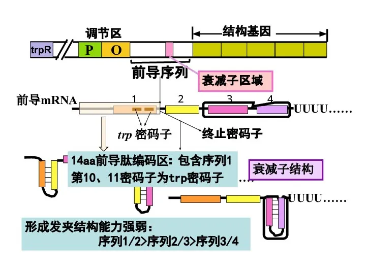 前导序列 第10、11密码子为trp密码子 14aa前导肽编码区: 包含序列1 形成发夹结构能力强弱： 序列1/2>序列2/3>序列3/4