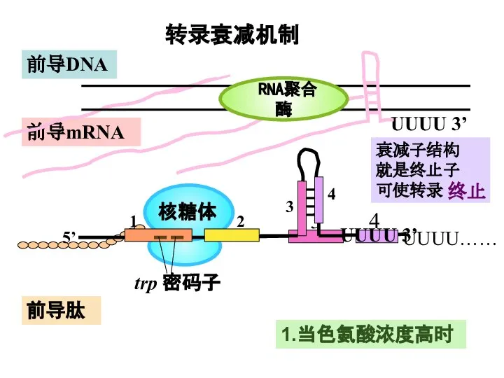 UUUU 3’ 前导肽 前导mRNA 1.当色氨酸浓度高时 转录衰减机制 衰减子结构 就是终止子 可使转录 RNA聚合酶 终止