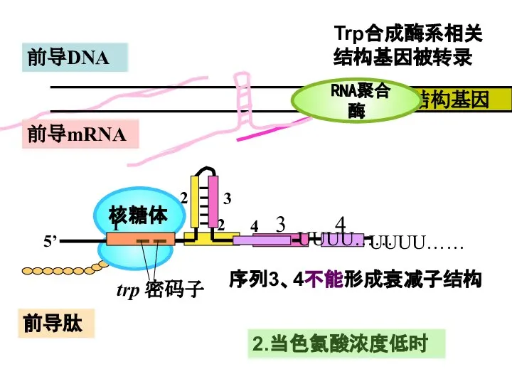 前导肽 前导mRNA RNA聚合酶 2.当色氨酸浓度低时 Trp合成酶系相关 结构基因被转录 序列3、4不能形成衰减子结构
