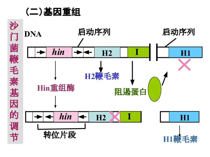 （二）基因重组 沙门菌鞭毛素基因的调节