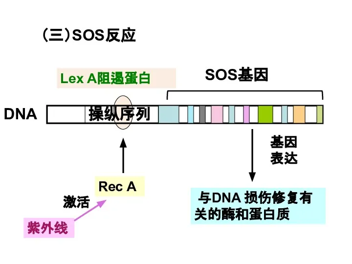 （三）SOS反应 紫外线 与DNA 损伤修复有关的酶和蛋白质 Lex A阻遏蛋白 DNA