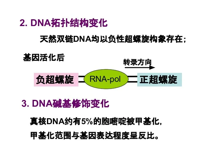 2. DNA拓扑结构变化 天然双链DNA均以负性超螺旋构象存在； 基因活化后 3. DNA碱基修饰变化