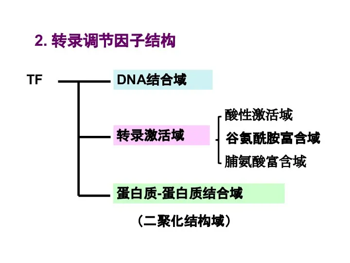 2. 转录调节因子结构