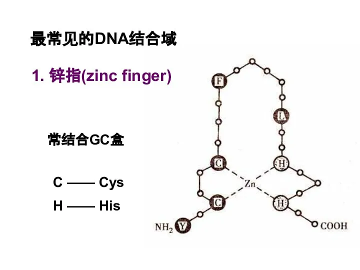 最常见的DNA结合域 1. 锌指(zinc finger) C —— Cys H —— His 常结合GC盒