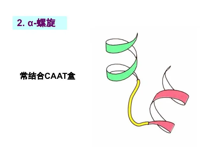 2. α-螺旋 常结合CAAT盒
