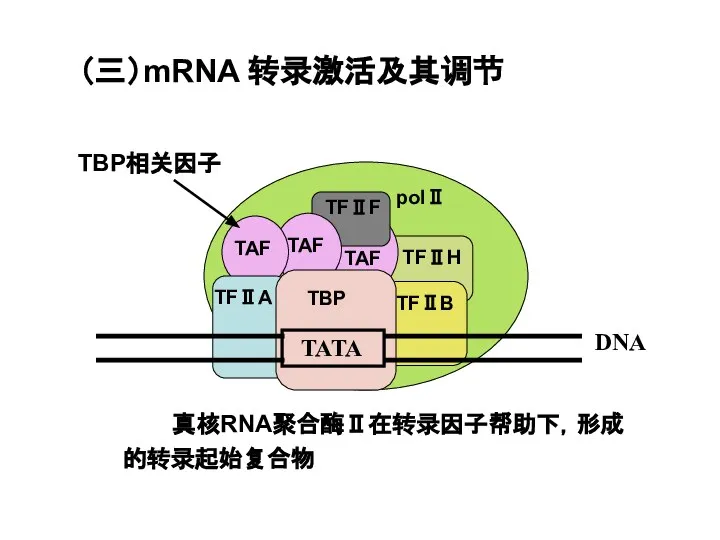 （三）mRNA 转录激活及其调节 真核RNA聚合酶Ⅱ在转录因子帮助下，形成的转录起始复合物 TBP相关因子
