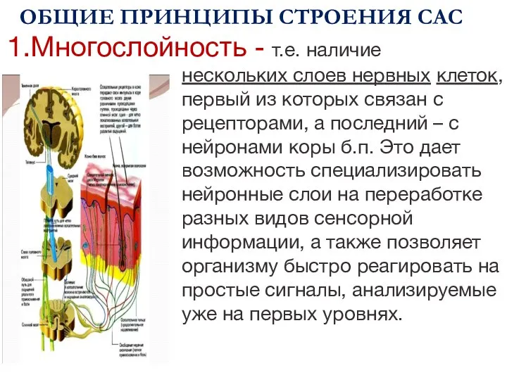 ОБЩИЕ ПРИНЦИПЫ СТРОЕНИЯ САС 1.Многослойность - т.е. наличие нескольких слоев нервных клеток,