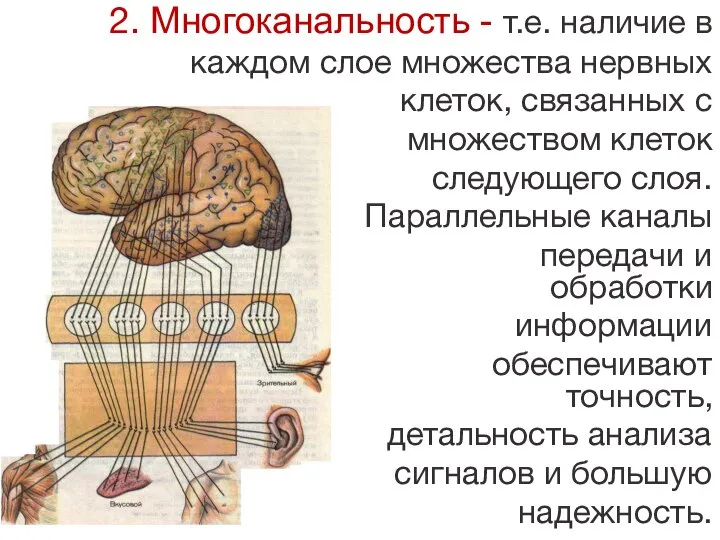 2. Многоканальность - т.е. наличие в каждом слое множества нервных клеток, связанных