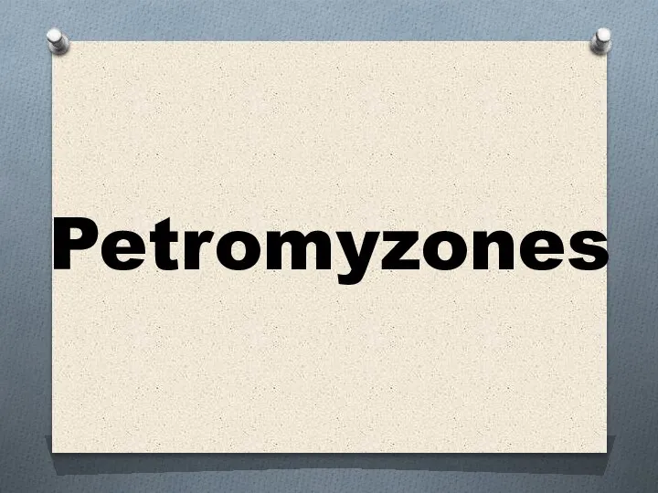Petromyzones
