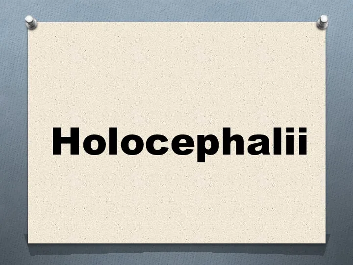 Holocephalii