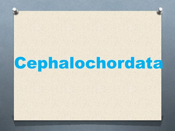 Cephalochordata