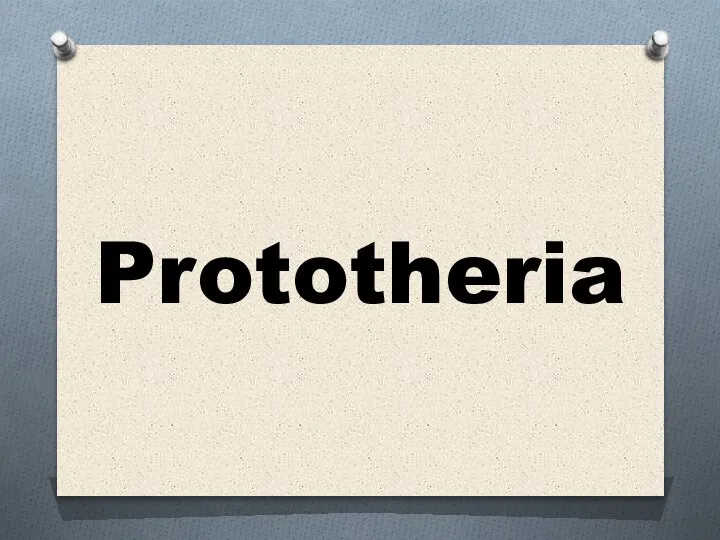 Prototheria