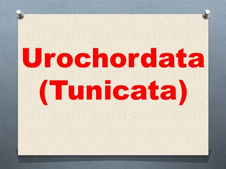 Urochordata (Tunicata)